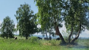 Стадо коров. Пастбище. На природе. 04-07-2026