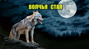 ПОСЛЕДНИЙ ВЫЖИВШИЙ из ВОЛКОВ ВОЛЧЬЯ СТАЯ ОХОТА НА ВОЛКА С ФЛАЖКАМИ в ТАЙГЕ ИСТОРИИ из ЖИЗНИ в ЛЕСУ