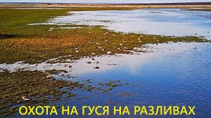ОТКРЫТИЕ ОХОТЫ НА ГУСЯ!!! ТАК ОХОТИТСЯ НЕЛЬЗЯ / MAX HUNTER