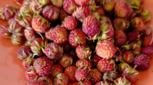 Клубника 🍓 пошла! Ой! МЕНЯ что-то, этот раз....обкорнали!🥴🤦♀️