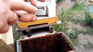 Исправление отрутовевшего отводка. Часть 3.
Выпускаем матку из клеточки Титова.