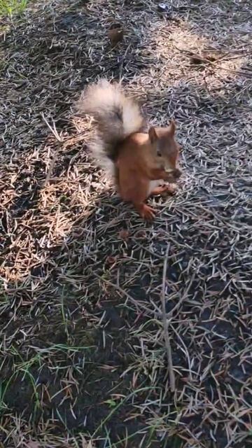 Белка 🐿 ест с рук в Японском саду (Парк Галицкого) смотреть онлайн