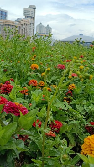 Краски лета💐