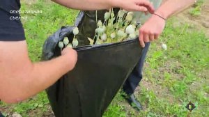 133 корня наркосодержащих растений изъято на приусадебном участке жителя с. Лыхны.