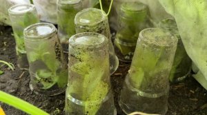 Как я легко и просто укореняю черенки гортензий и другие растения