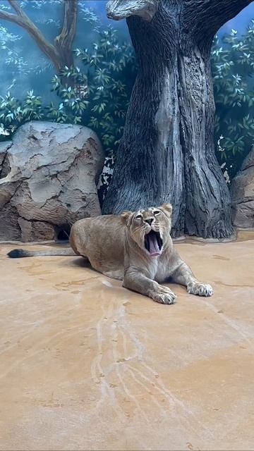 #львица 🦁 #лев #зоопарк #животные 
#подписываемся #взаимныеподписки