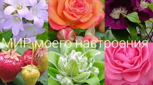 03.07.26 Дача пятница.Зацветают розы.