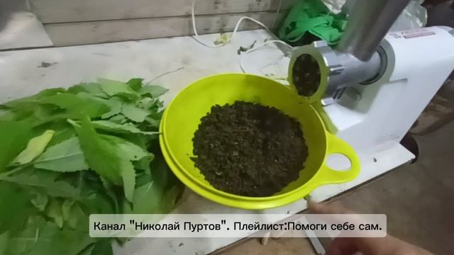 Ферментируем мяту.