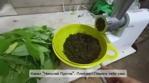 Ферментируем мяту.