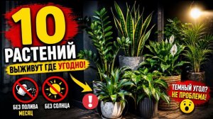 10 комнатных растений которые выживут даже в темном углу без полива месяц