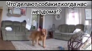 Что делают собаки - когда нас нет дома?...