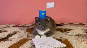 котики в школе Геннадий Петрович похитили