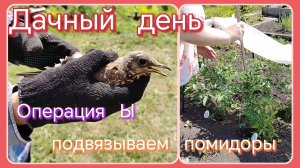 Дачный день//операция Ы// подвязываем помидоры