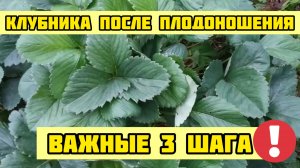 Клубника после плодоношения! Важные 3 шага, чтобы клубника восстановилась