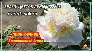 Сеянец Ворошиловой А.Б. «БЕЛЫЙ ЦВЕТОК ЛУНЫ»/Сад Ворошиловой