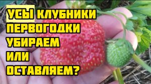 Усы клубники первогодки - убираем или оставляем?