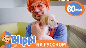 Песня _О Домашних Животных_ _ Обучающие видео для детей _ Blippi Russian