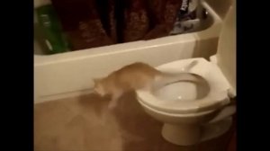 Глаза Отказываются Верить, Но Эти Случаи с Животными Сняли На Камеру!