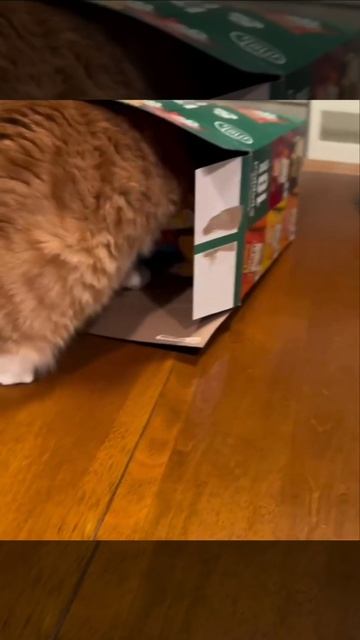 Котик отжигает смотреть онлайн