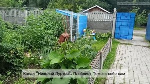 Зверобой заготовка