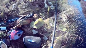 Сегодня вечером порыбачил на фидер🎣 Прикормка Жмых-Дробленка. Наживка навозный червь.