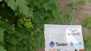 препарат Тиовит Джет.  Как и от чего применять.