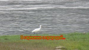 Лето, птицы - красота!