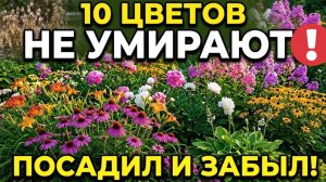 10 цветов которые не умирают. Посадил один раз и забыл навсегда