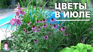 Какие цветы цветут в июле: самые неприхотливые и жаростойкие однолетние цветы  для сада