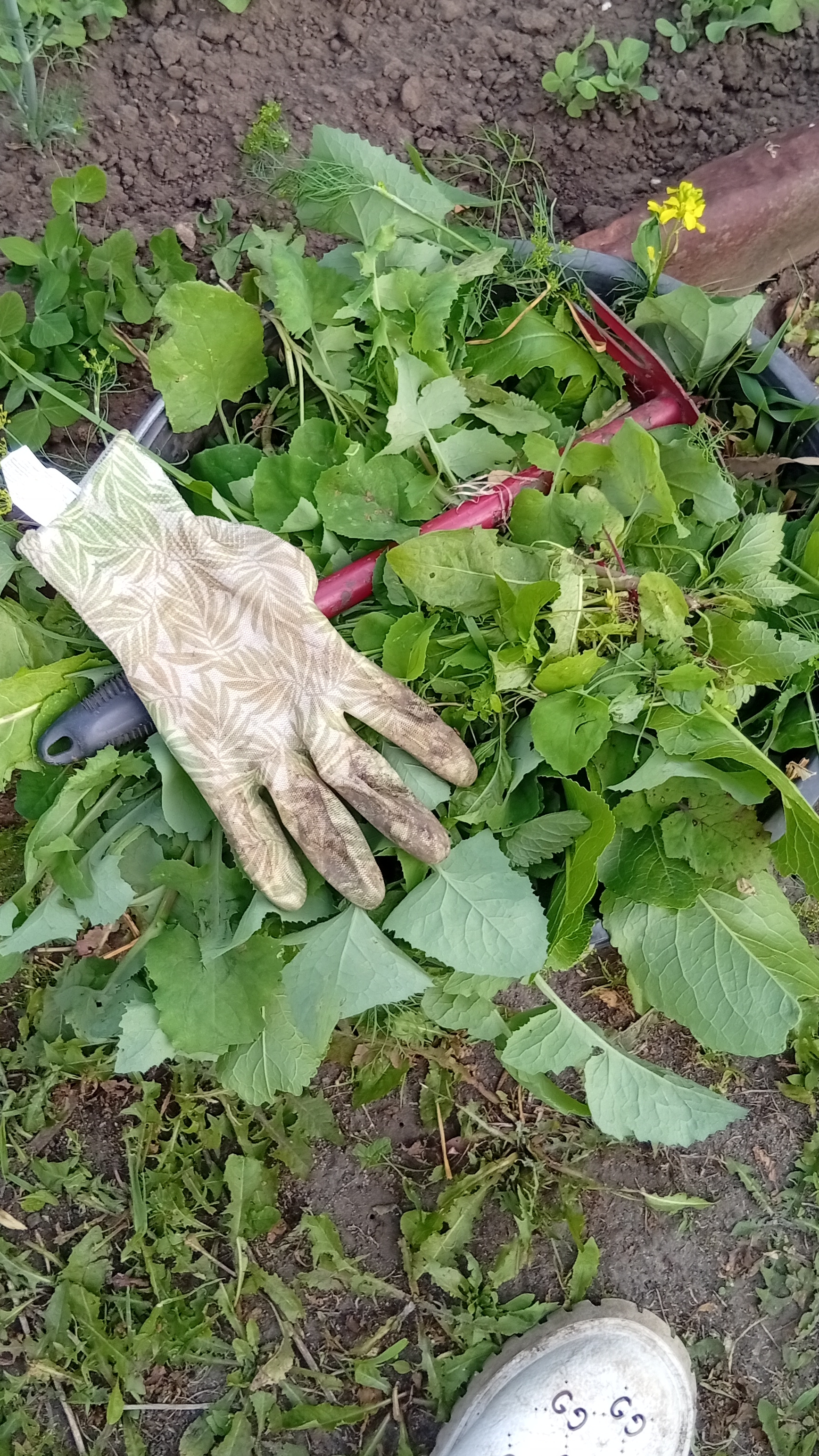 СОРНЯКИ НЕ ДРЕМЛЮТ / ПРОПОЛКА ГРЯДОК СВОИМИ РУКАМИ #shorts #garden  #дача #огород #дачныйсезон