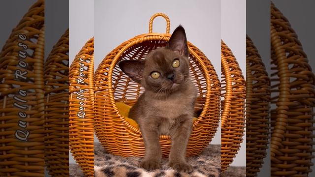 Соболиный бурманский котёнок Quella Rouse Freya Way*RU Помёт «Q8»