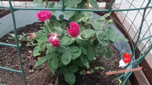 **СКАЖИ МНЕ ЧЕСТНО**ПОСЛУШАЙТЕ ХОРОШУЮ ПЕСНЮ. ВОТ ТАКАЯ ПОГОДА. СЕГОДНЯ. 4 ИЮЛЯ..