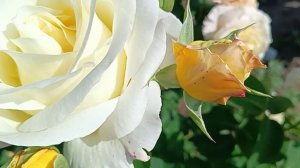 Розы # цветы #☘️💃🦋🥀☘️