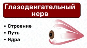 3 Глазодвигательный нерв / Анатомия черепных нервов, анатомия ЦНС, неврология, ЧМН