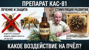 КАС-81 для пчёл: стимуляция развития и защита от болезней. Отвечает профессор Кашковский 🐝🌿