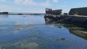 Поездка во Взморье / 1 июля 2026 года / сбор морского винограда