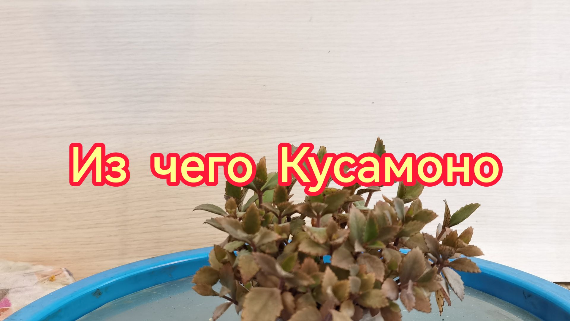 Бонсай из  Суккулентов, Денежного дерева, Крассула, Толстянка.