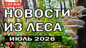 Свежие новости из леса! Начало июля 2026 - Какие грибы сейчас растут в московской области?