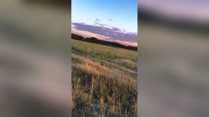 Поле Трава Закат Блеск Смотри