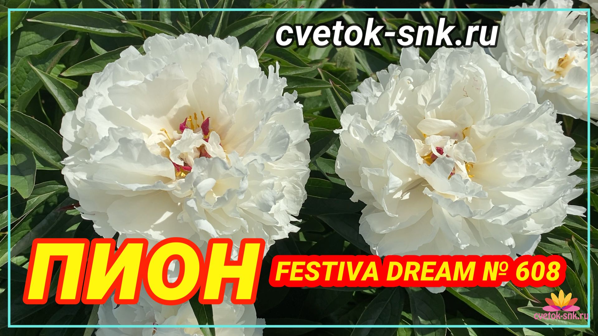 Пион "FESTIVA DREAM"/Сад Ворошиловой