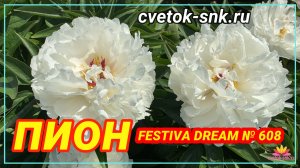 Пион «FESTIVA DREAM»/Сад Ворошиловой