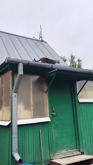 Кот гуляющий по крышам/Любитель острых ощущений