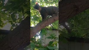 лазит кошка
