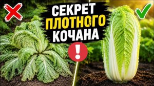 Посадите ПЕКИНСКУЮ КАПУСТУ так в ИЮЛЕ! Больше никакой стрелки и лопухов!