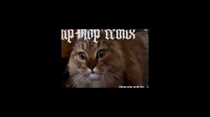 прикол котик  но но но поет со звездами (мем)