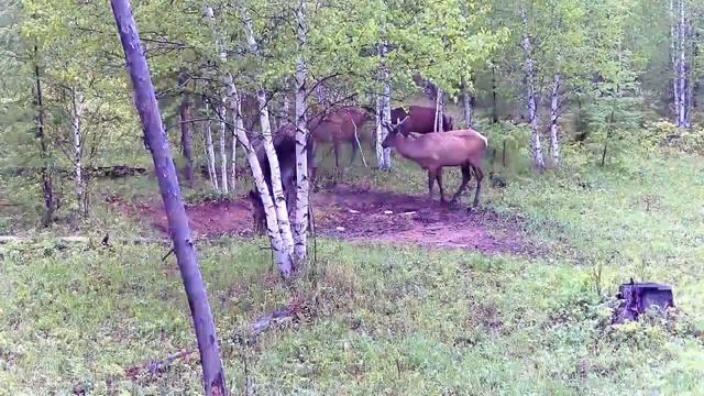 Лося и благородного оленя одновременно зафиксировала фотоловушка в лесу Забайкалья