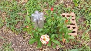 Распустились Новые РОЗЫ 🌹 04.07.26