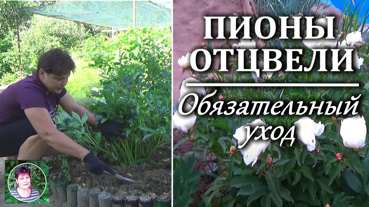Уход за пионами после цветения: чем подкормить и что обязательно сделать летом смотреть онлайн