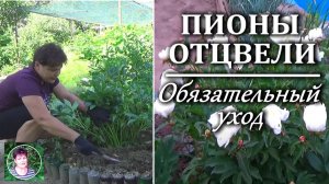 Уход за пионами после цветения: чем подкормить и что обязательно сделать летом