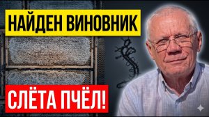 Осенний слёт пчёл: хватит винить природу! Почему виноват сам пчеловод